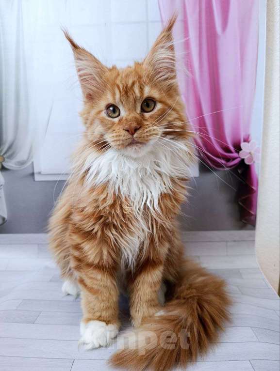 Кошки в Москве: Грант Мальчик, 75 000 руб. - фото 1