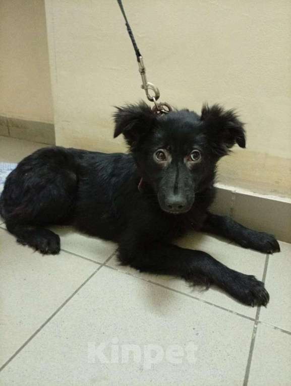 Собаки в Казани: Щенок Девочка, Бесплатно - фото 2