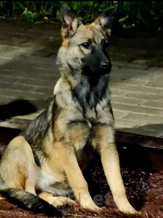 Собаки в Москве: Щенок Мишель Девочка, Бесплатно - фото 3