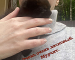 Кошки в Москве: Котёнок 1.5 месяца ищет любящий дом Мальчик, Бесплатно - фото 8