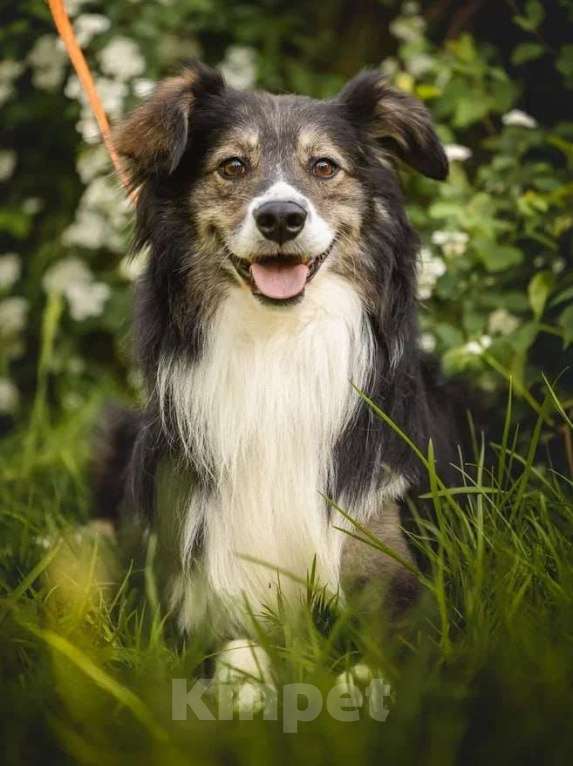 Собаки в Мытищах: Привет. Меня зовут Шарик Мальчик, Бесплатно - фото 1
