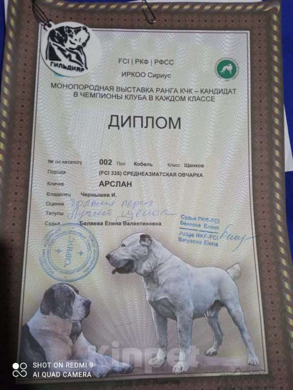 Собаки в Новосибирске: Щенки САО  Мальчик, 1 руб. - фото 3