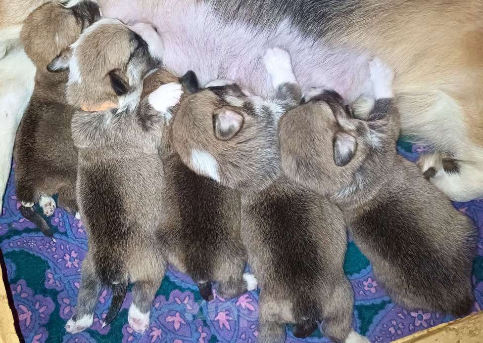 Собаки в Москве: Вельш Корги пемброк помет на апрель Мальчик, 60 000 руб. - фото 1