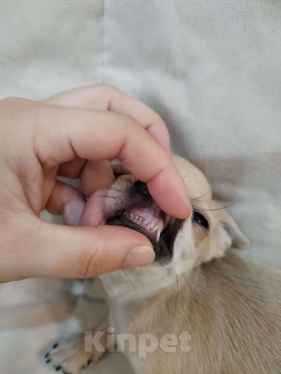 Собаки в Москве: Чихуахуа мальчик РКФ  Мальчик, 90 000 руб. - фото 2