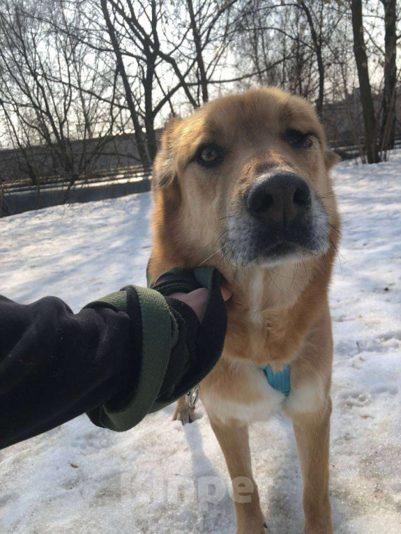 Собаки в Москве: Особенному Вилли тяжело без своего Человека Мальчик, Бесплатно - фото 2