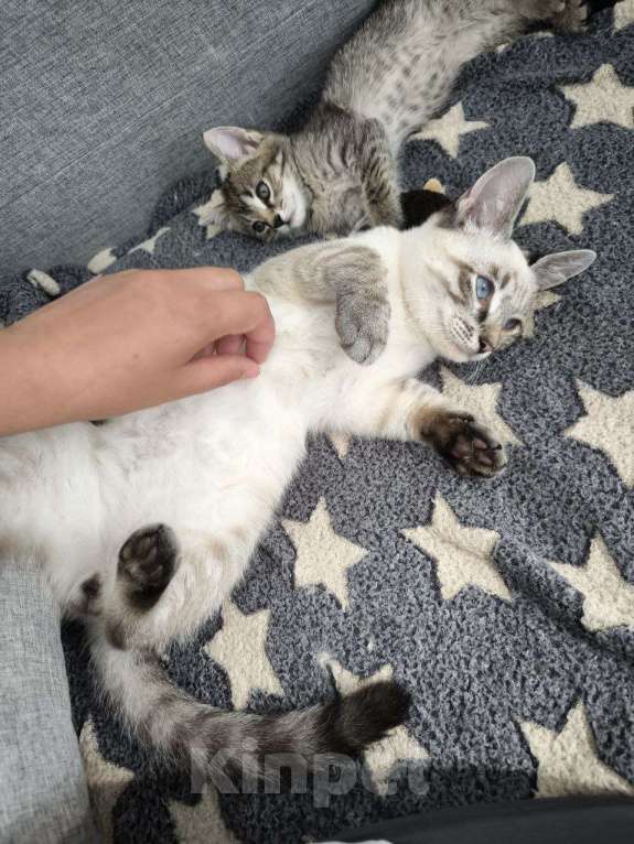 Кошки в Москве: Тайский котенок Пацан в добрые руки Мальчик, 1 руб. - фото 6
