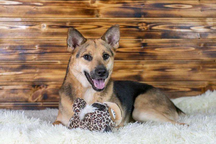 Собаки в Москве: Рыжая малышка Аврора в дар Девочка, 1 руб. - фото 3