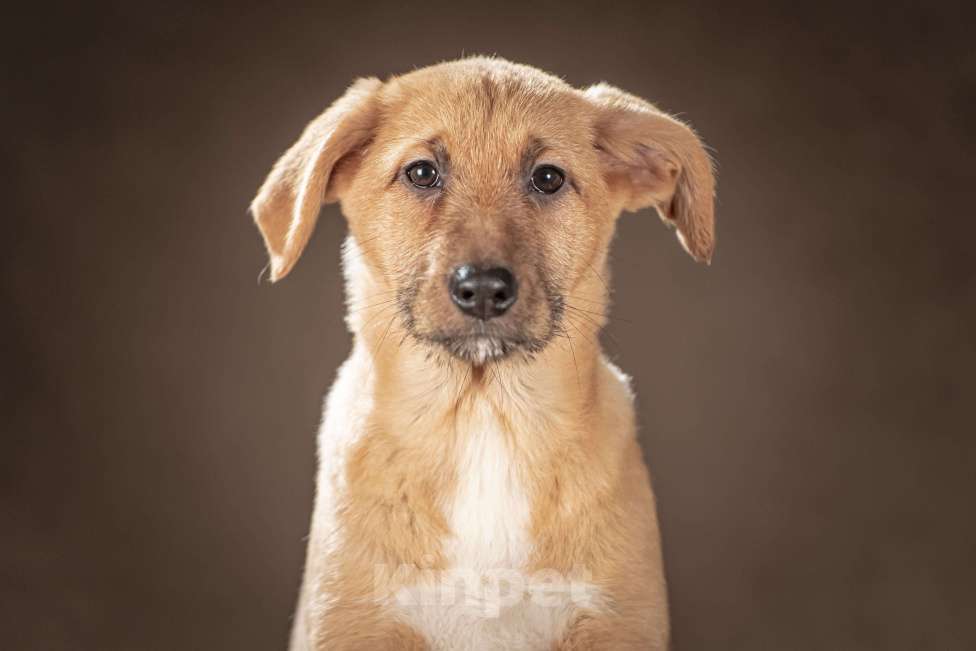 Собаки в Клине: Мейси — жизнерадостная шалунья подарит вам много радости Девочка, Бесплатно - фото 3