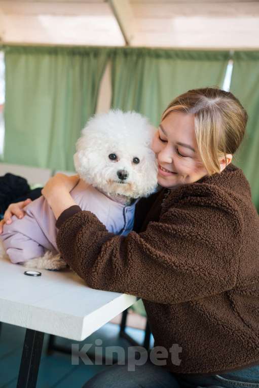 Собаки в других городах Московской области: Уникальные щенки Бишон Фризе-ваше личное Облачко! Мальчик, 60 000 руб. - фото 4