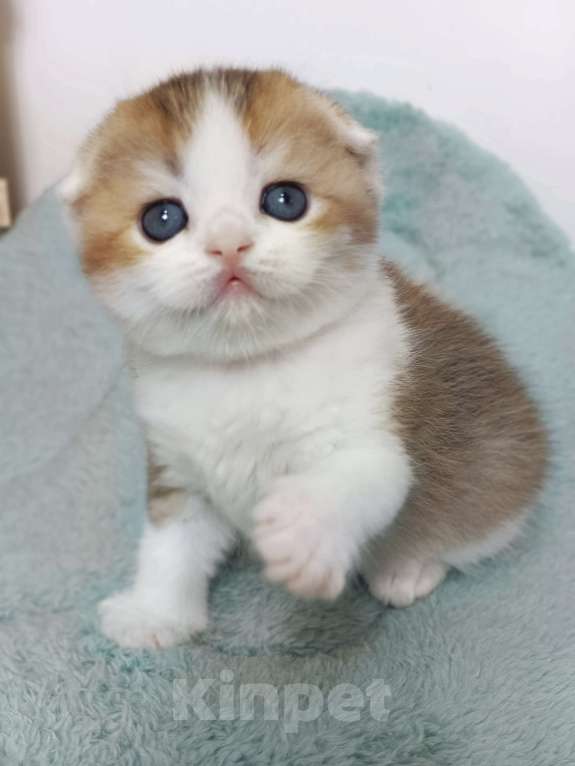 Кошки в Москве: Гумихо Девочка, 50 000 руб. - фото 4