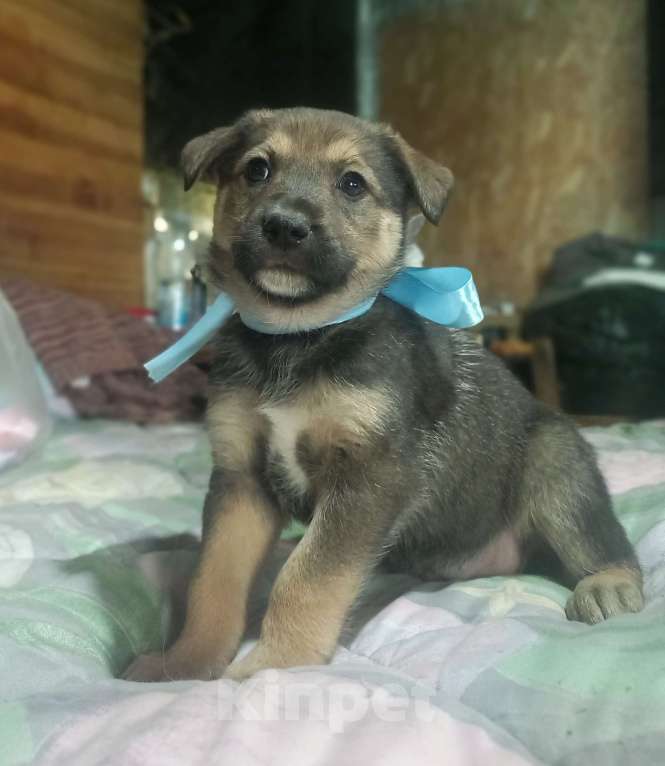 Собаки в Королеве: Щенок Лучик в дар, 2 месяца Мальчик, Бесплатно - фото 1