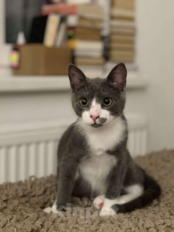 Кошки в Кудрово: Принцесса Марселла в поисках своего "королевства" :) Девочка, Бесплатно - фото 2