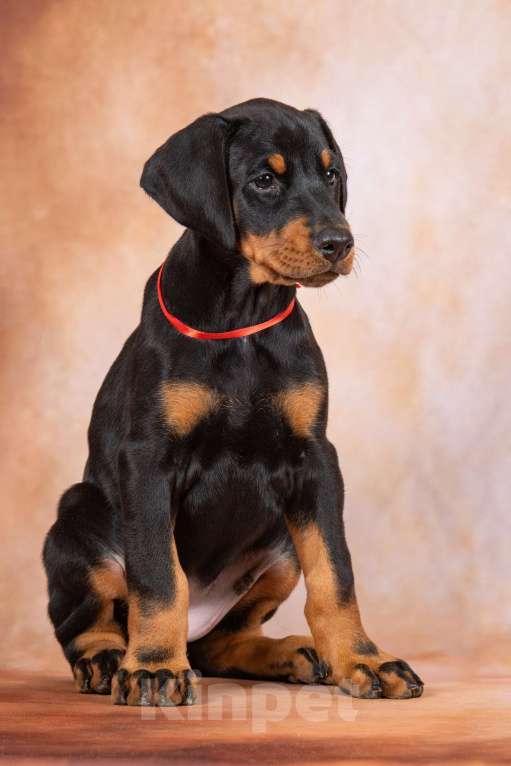 Собаки в Москве: Щенок добермана Девочка, 100 000 руб. - фото 5