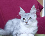 Кошки в Сочи: Котенок Мейн кун Мальчик, 60 000 руб. - фото 2