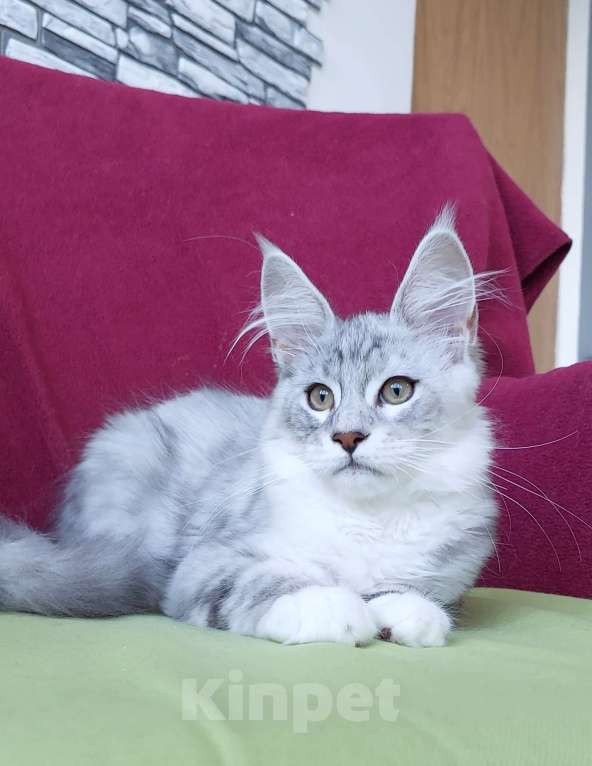 Кошки в Сочи: Котенок Мейн кун Мальчик, 60 000 руб. - фото 2