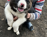 Собаки в Фурманове: Продам щенков Русско-европейской лайки! Мальчик, 1 руб. - фото 4
