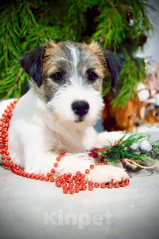 Собаки в Москве: Девочка Джек Рассел терьер  Девочка, 65 000 руб. - фото 4