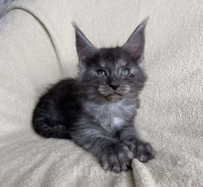 Кошки в Дмитрове: Черный дымчатый кот полидакт Wiking Мальчик, 50 000 руб. - фото 4