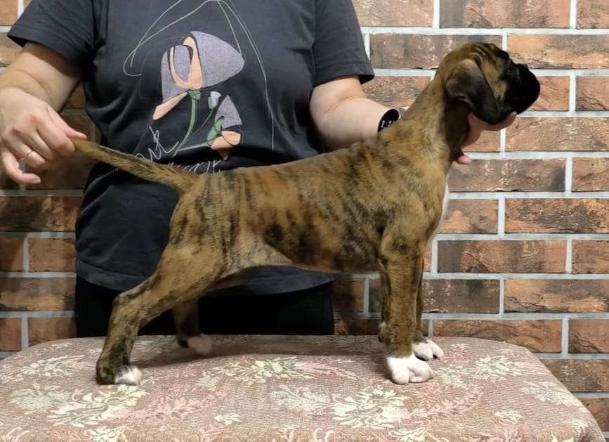 Собаки в Москве: ЩЕНКИ НЕМЕЦКОГО БОКСЕРА Девочка, Бесплатно - фото 2