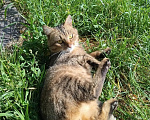 Кошки в Калуге: Котенок Мальчик, Бесплатно - фото 4
