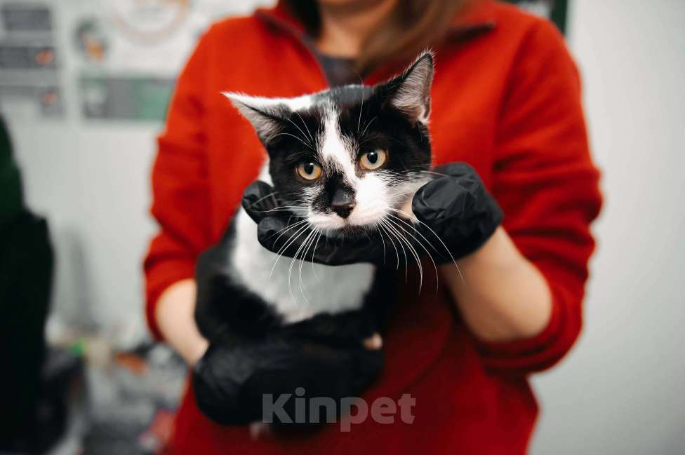 Кошки в других городах Московской области: Мадам Кюри ищет свой дом! Девочка, Бесплатно - фото 5