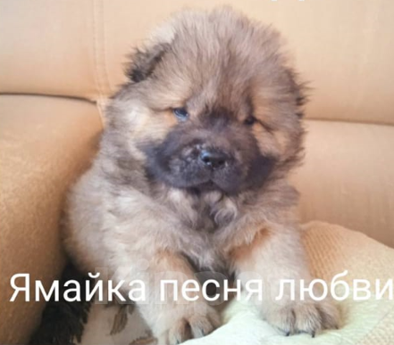 Собаки в Димитровграде: Щенок чау чау., 45 000 руб. - фото 1