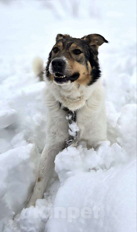 Собаки в Королеве: Жерар – пёс тонкой душевной организации. Мальчик, Бесплатно - фото 4