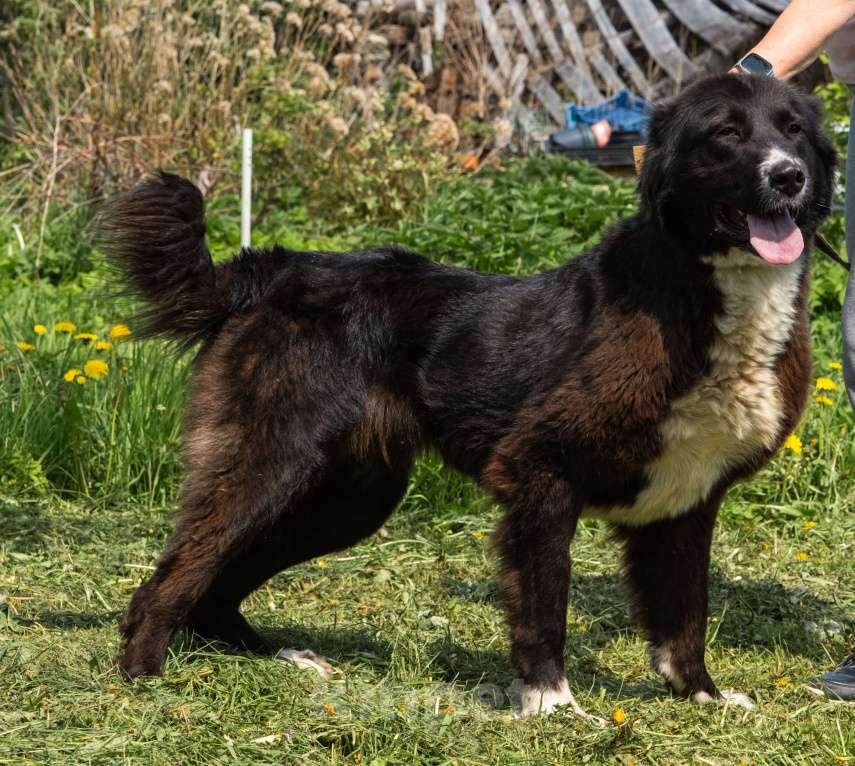 Собаки в Серпухове: Очень хочу домой Девочка, Бесплатно - фото 6