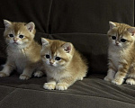 Кошки в Москве: Британская короткошерстная золотого окраса Разнополые, 30 000 руб. - фото 1