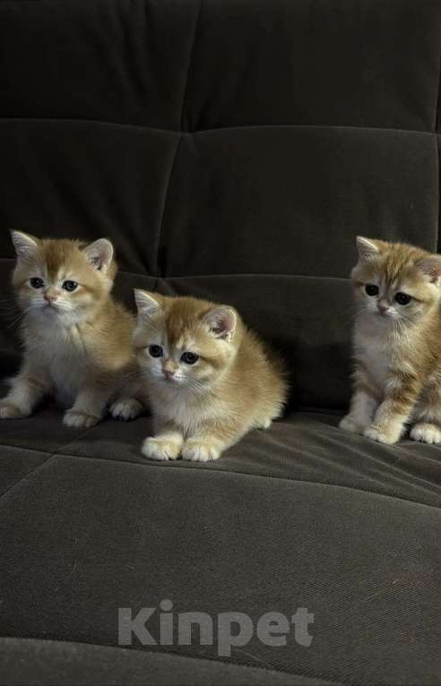 Кошки в Москве: Британская короткошерстная золотого окраса Разнополые, 30 000 руб. - фото 1