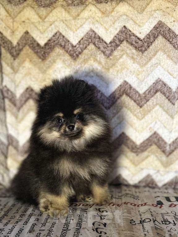 Собаки в Екатеринбурге: Еврик Мальчик, 60 000 руб. - фото 2