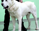 Собаки в Белгороде: Вязка, 1 руб. - фото 3