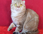 Кошки в Москве: в добрые руки золотая мраморная кошка Девочка, Бесплатно - фото 1