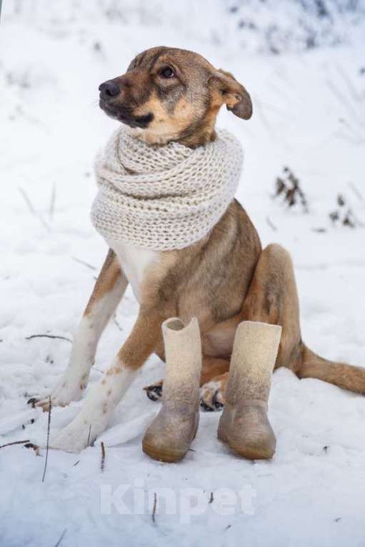 Собаки в Москве: Новогодний подарок Молли для Вас! Девочка, 1 руб. - фото 5