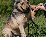 Собаки в Химках: Невероятный Зорро Мальчик, Бесплатно - фото 2