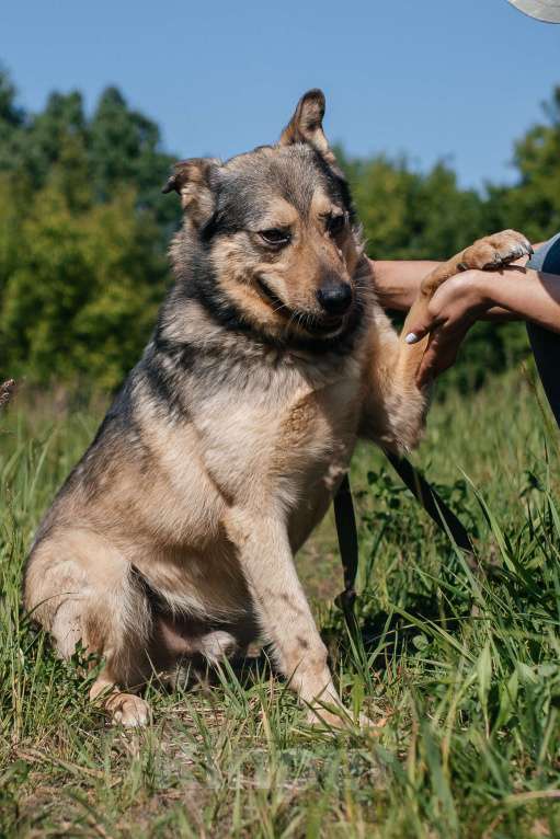 Собаки в Химках: Невероятный Зорро Мальчик, Бесплатно - фото 2