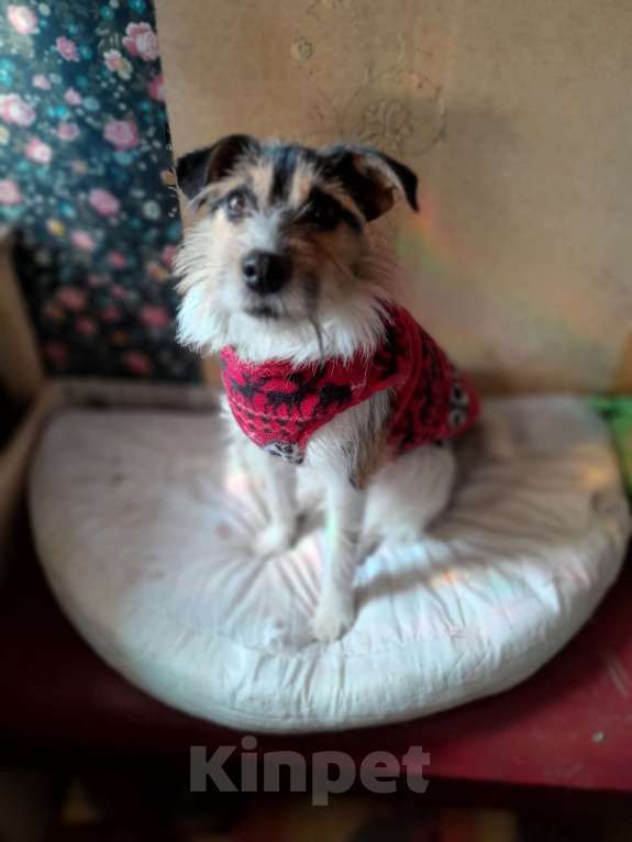 Собаки в Санкт-Петербурге: Собака в добрые руки Девочка, 10 руб. - фото 3