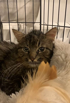 Пушистый кот Мирон