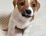 Собаки в Москве: Мальчик Джек Рассел терьера Мальчик, 45 000 руб. - фото 4
