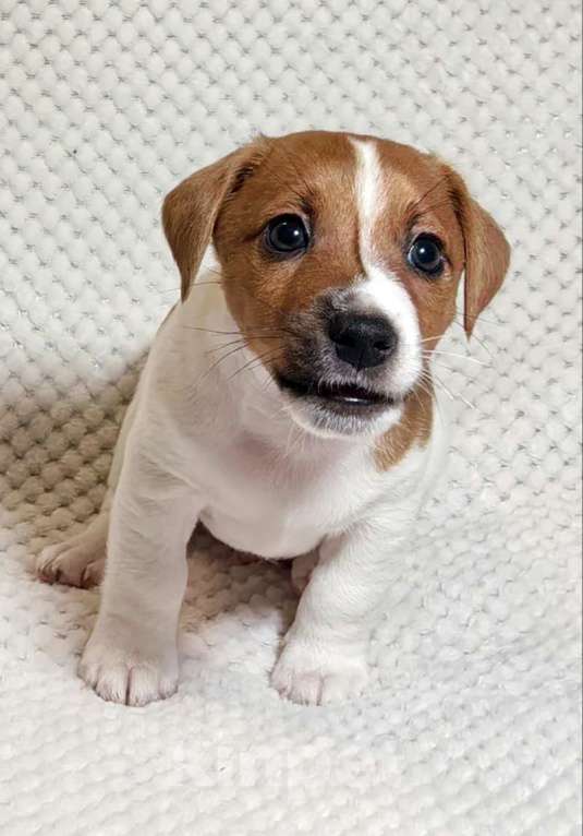 Собаки в Москве: Мальчик Джек Рассел терьера Мальчик, 45 000 руб. - фото 4