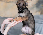 Собаки в Москве: Щенок небольшой собаки в добрые руки Мальчик, Бесплатно - фото 9