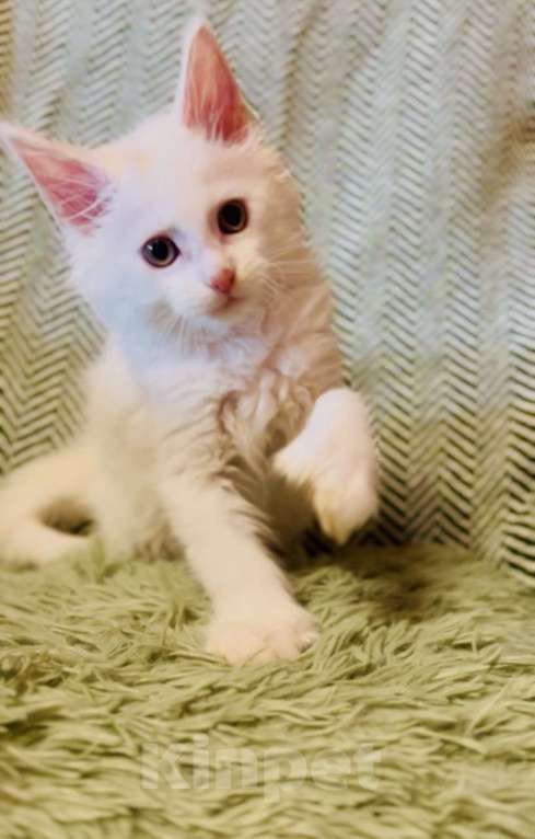 Кошки в Москве: Мейнкун белый полидакт Мальчик, 50 000 руб. - фото 1