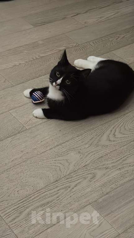 Кошки в Санкт-Петербурге: Потерялся кот, в СПБ на обуховской обороне 110к1 Мальчик, 10 000 руб. - фото 5