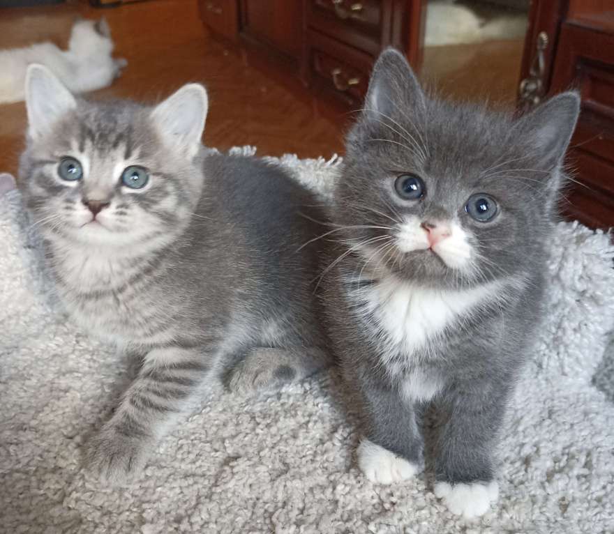 Кошки в Москве: Сесенькая с белым Девочка, 1 000 руб. - фото 6