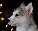Собаки в Москве: Аляскинский маламут щенки Мальчик, 20 000 руб. - фото 4