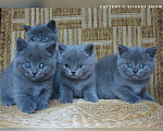 Кошки в Москве: Чистокровные голубые британцы от заводчика Мальчик, 100 000 руб. - фото 2