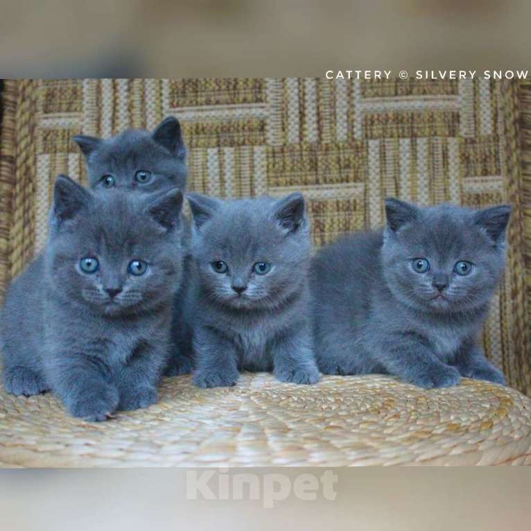 Кошки в Москве: Чистокровные голубые британцы от заводчика Мальчик, 100 000 руб. - фото 2
