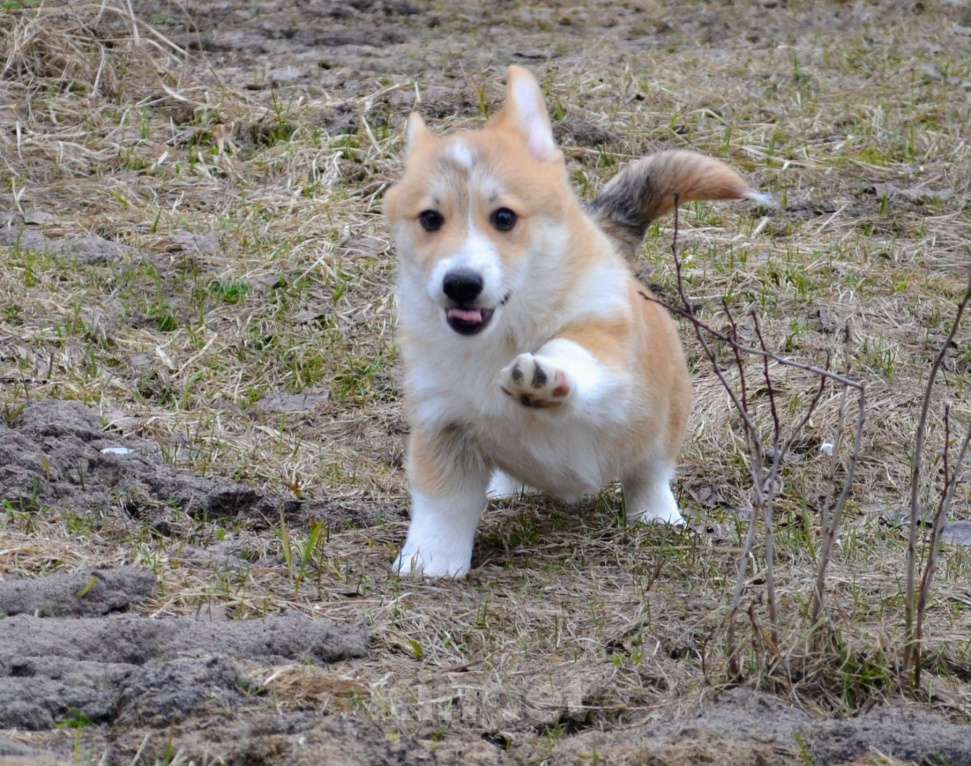 Собаки в Ореховом-Зуево: Коржики Мальчик, 40 000 руб. - фото 1