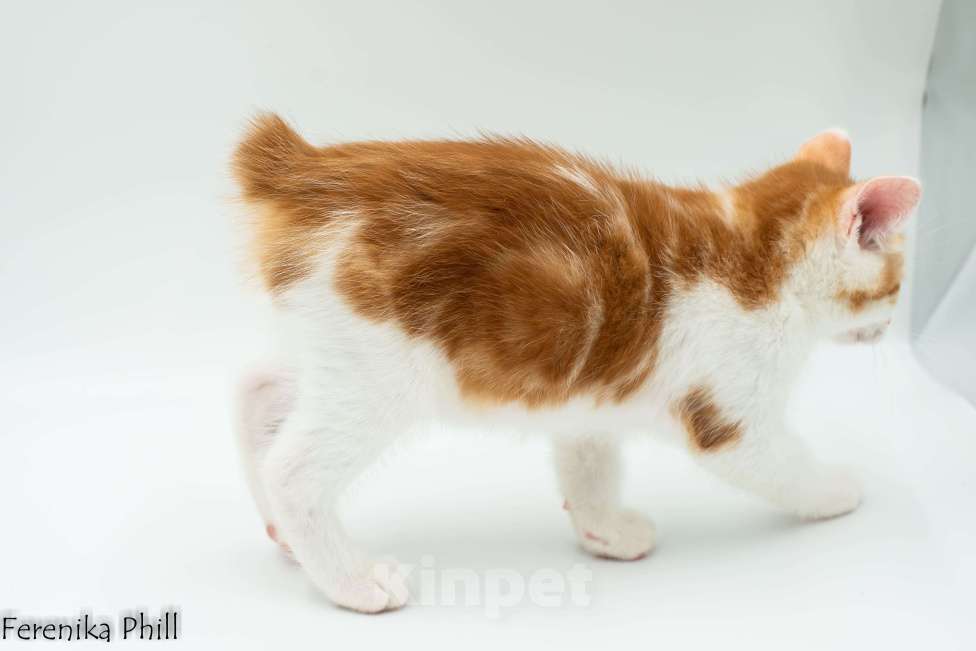 Кошки в Хабаровске: Котёнок Курильского Бобтейла Ференика Фил МИРАМ Мальчик, 40 000 руб. - фото 9