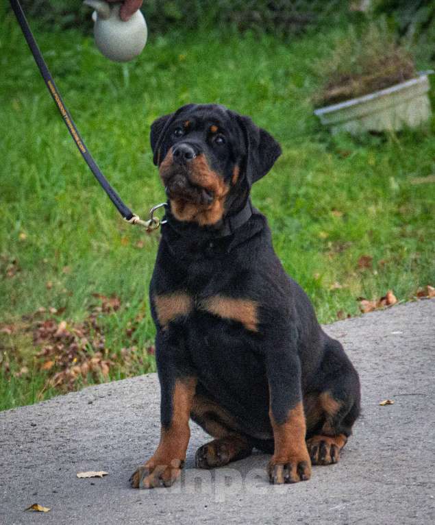 Собаки в Смоленске: Звезда Давида Броня Девочка, 120 000 руб. - фото 3